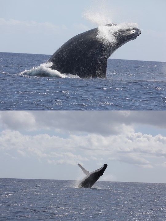 隐秘而伟大的动物私生活