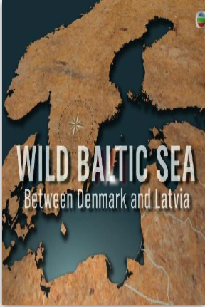 野性波罗的海粤语版