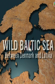 野性波罗的海粤语版