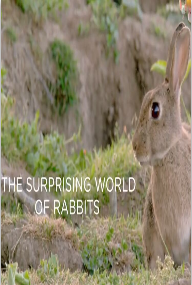 兔兔的奇妙世界