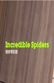 蜘蛛零距离