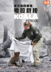 大火后的重生:考拉救援